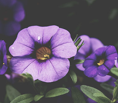 打电话打爆免费